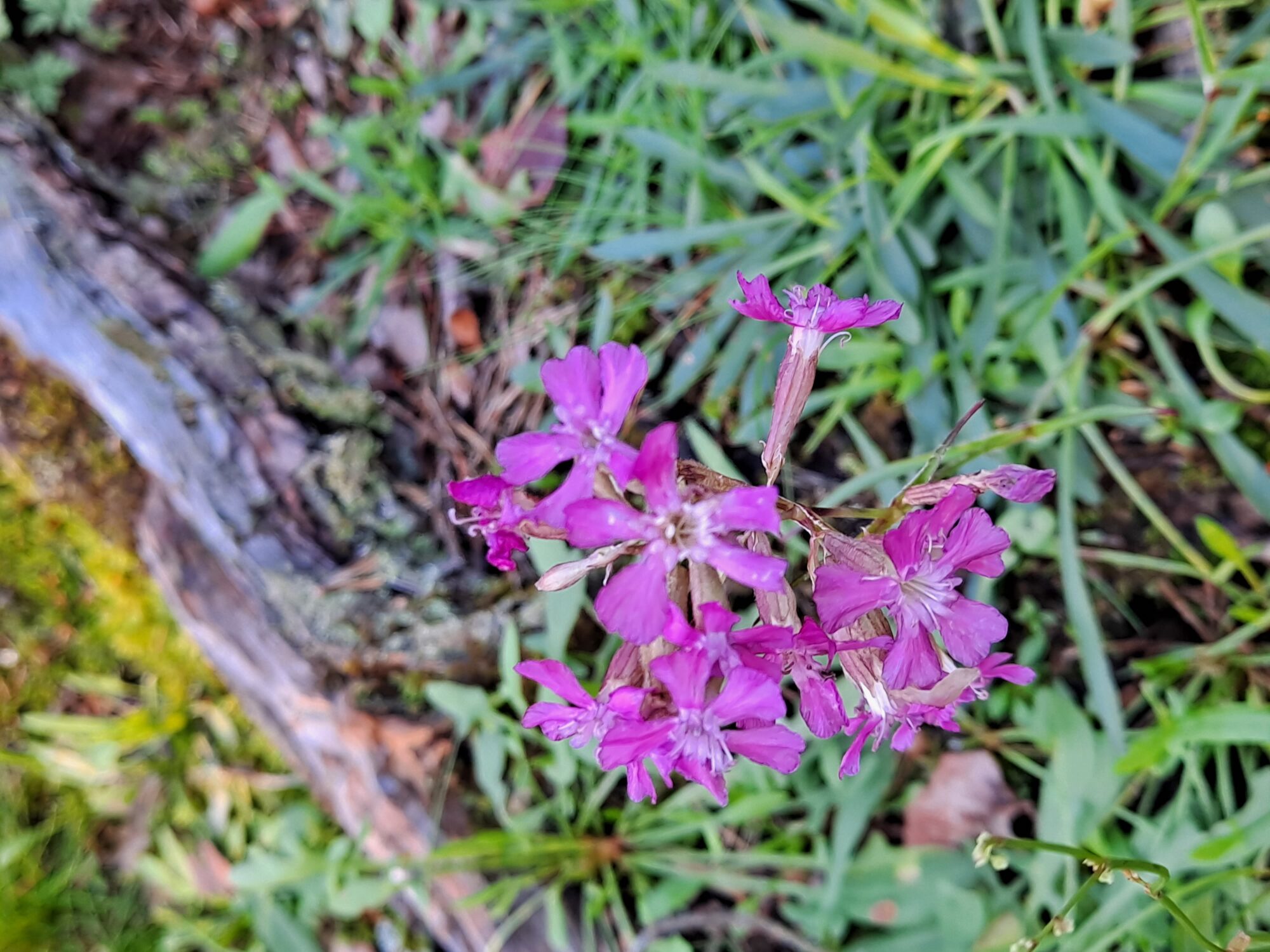 Valokuvaaja: Satu Suuntala