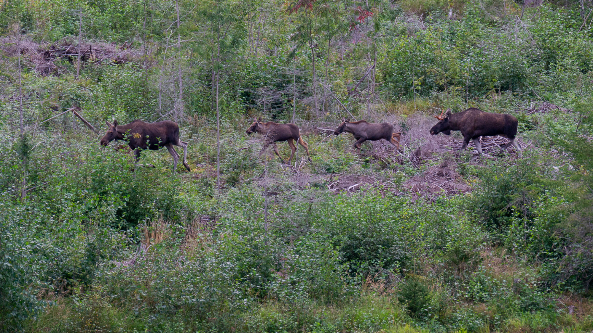 Valokuvaaja: Helena Minkkilä