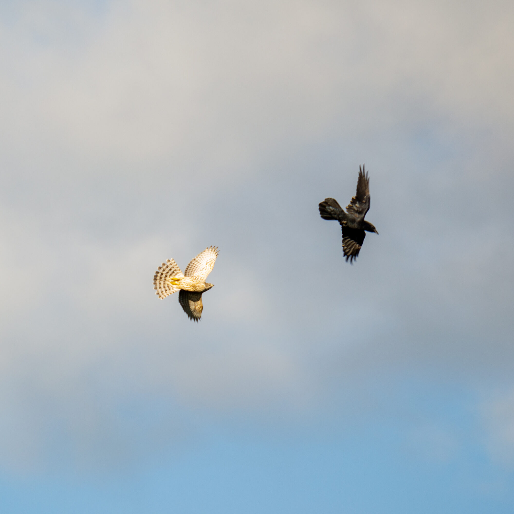 Valokuvaaja: Helena Minkkilä