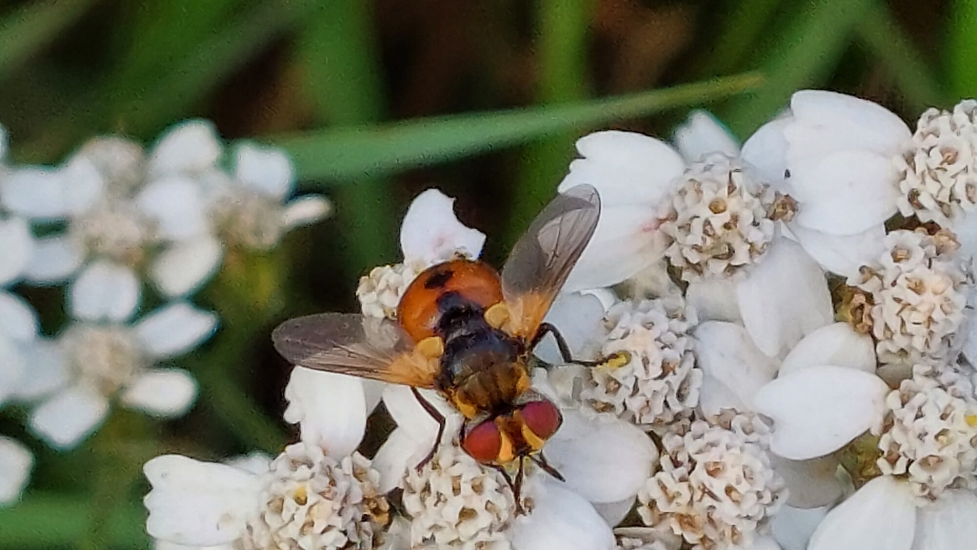 Valokuvaaja: Tarja Naukkarinen