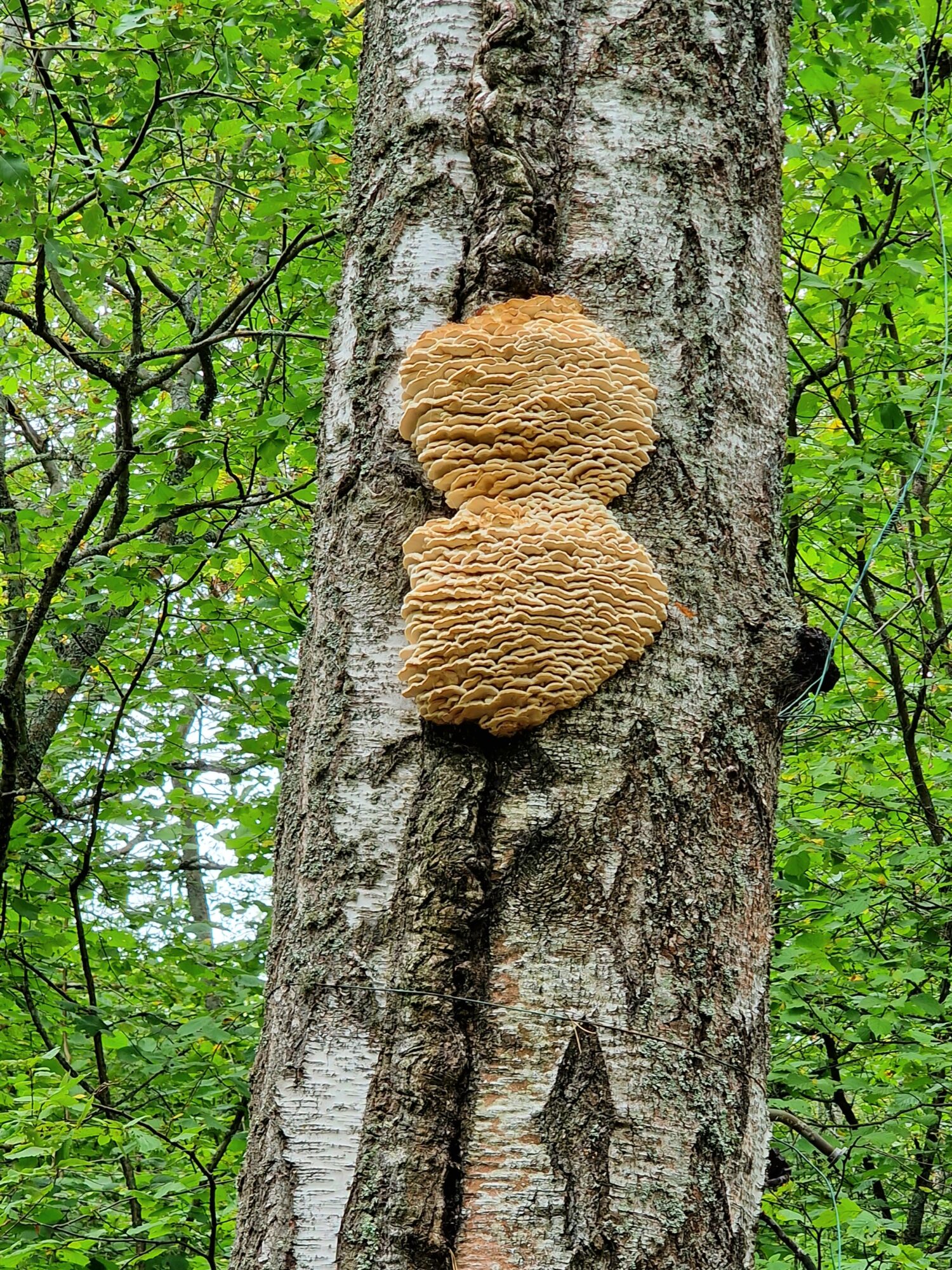 Valokuvaaja: Tiina Hentunen-Vanninen Valokuvaaja: Tiina Hentunen-Vanninen