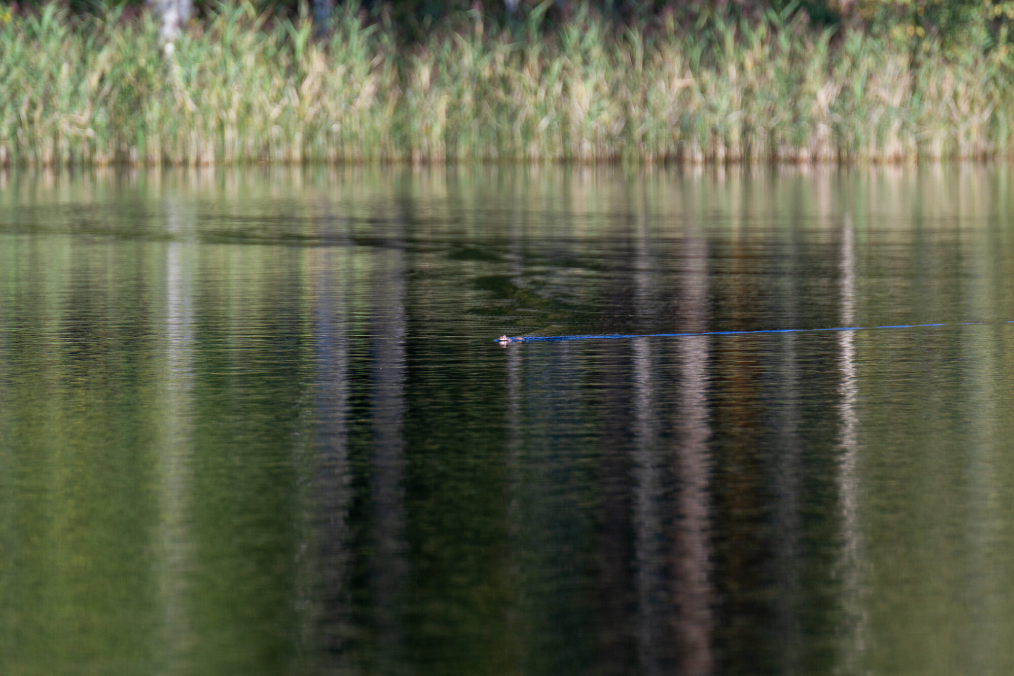 Valokuvaaja: Helena Minkkilä