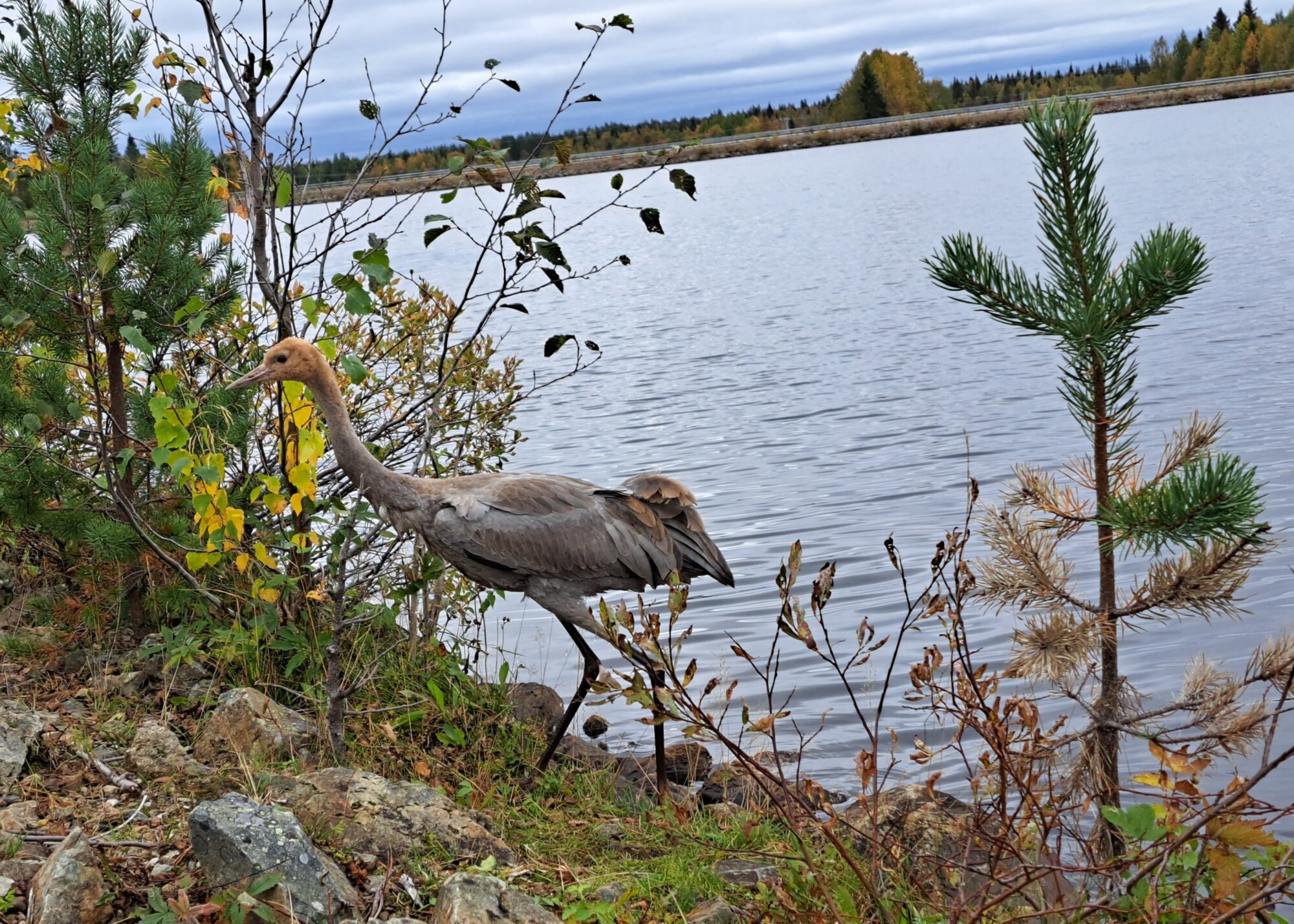 Valokuvaaja: Katarina Löfström