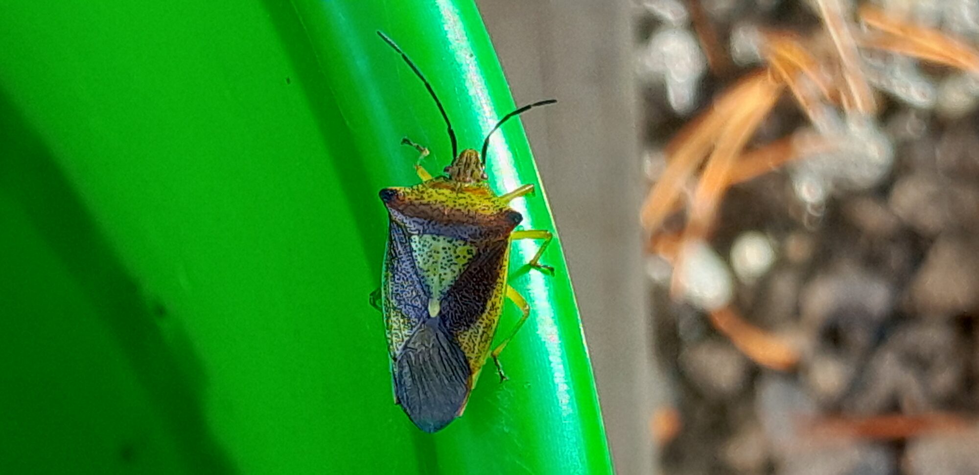 Valokuvaaja: Sulo Kuokkanen