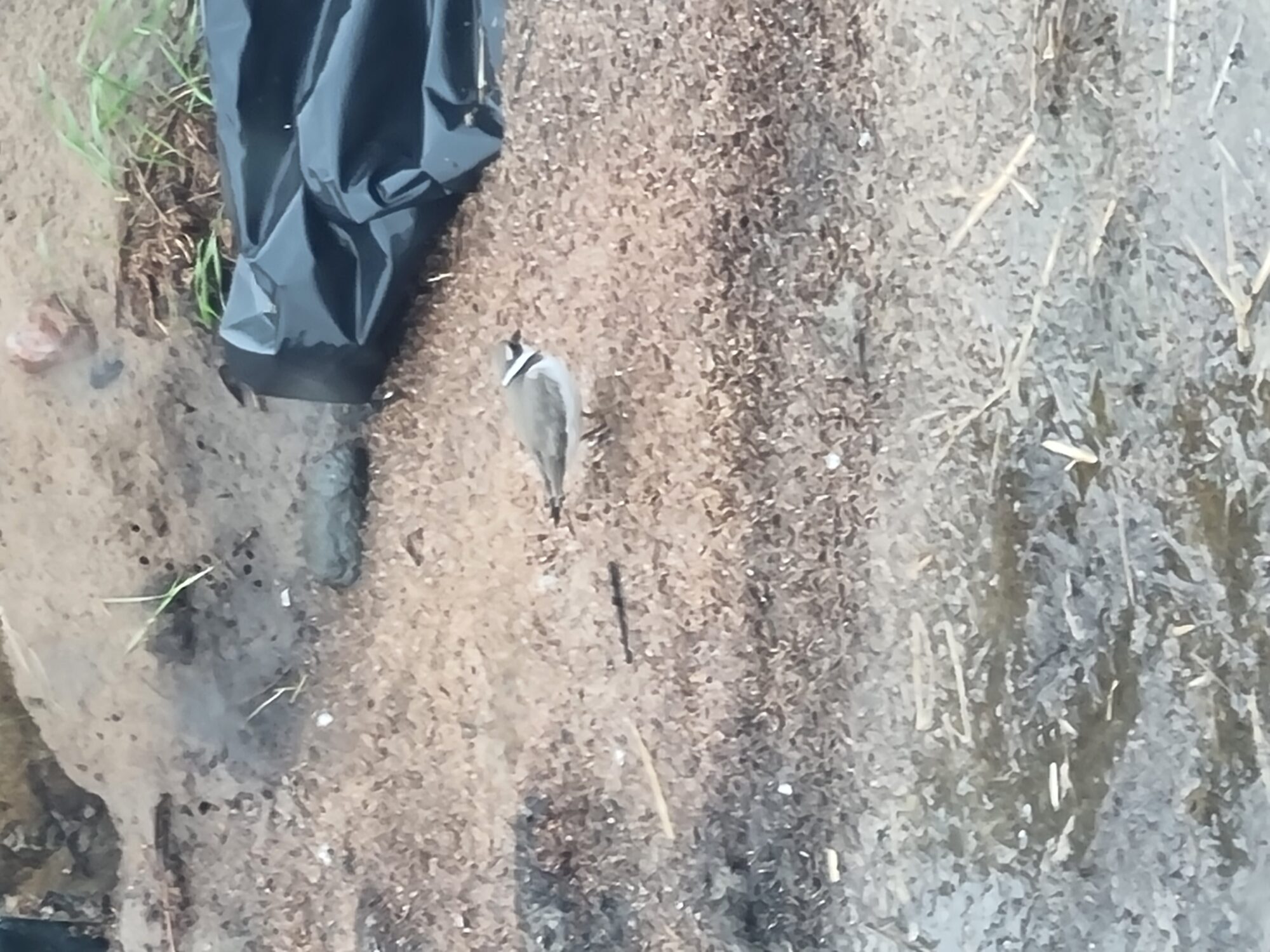 Valokuvaaja: Marjo Ala-Kopsala