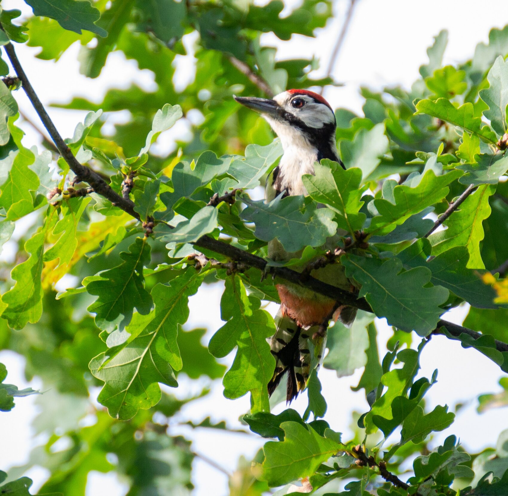 Valokuvaaja: Helena Minkkilä