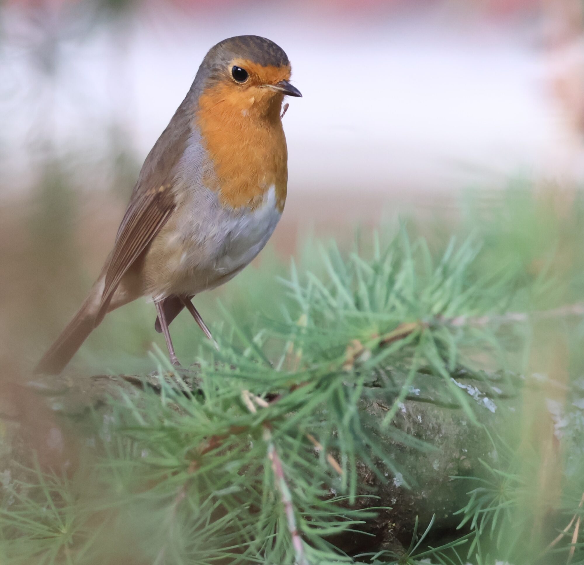 Valokuvaaja: Hanna Rönty