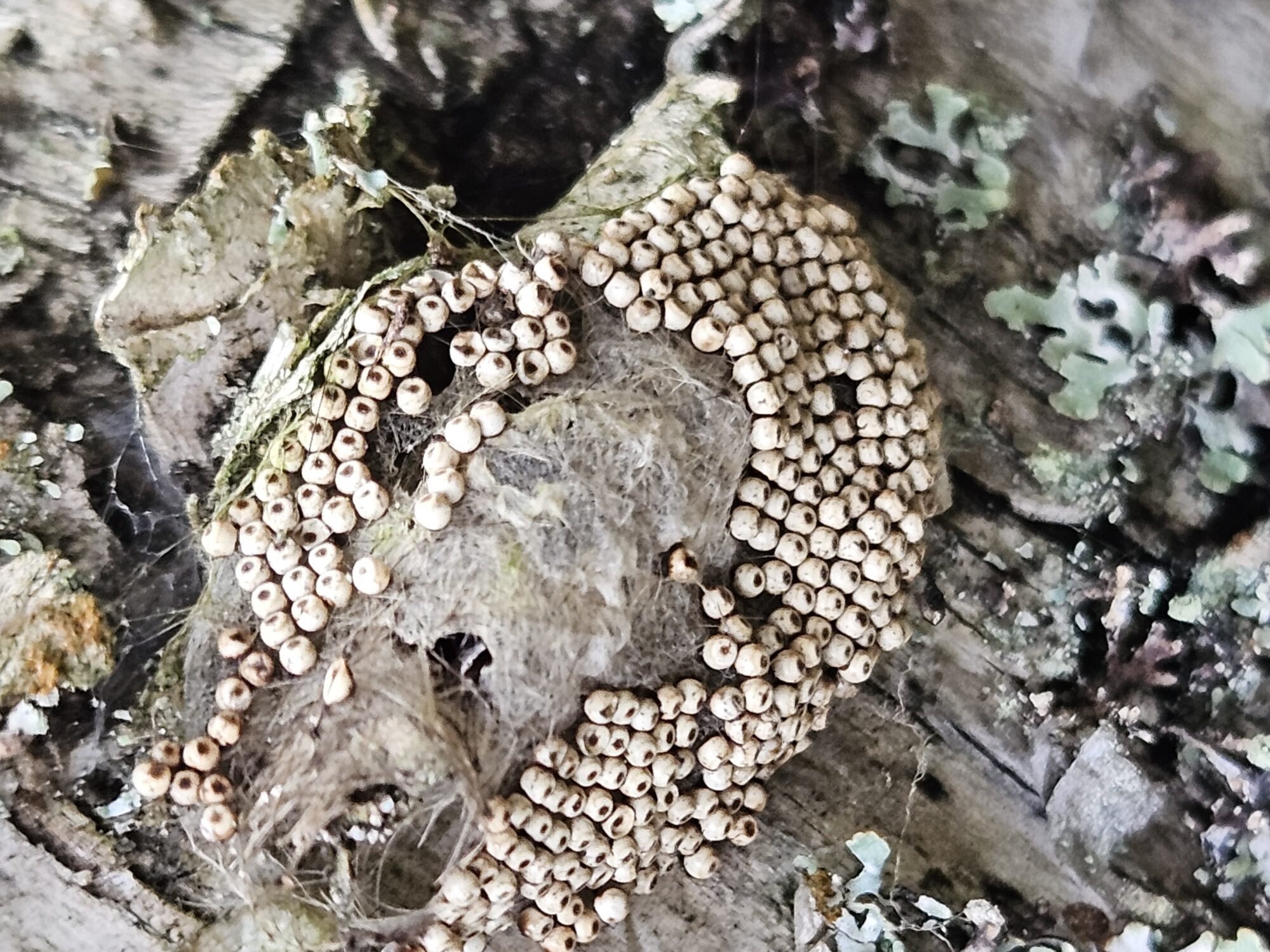 Valokuvaaja: Eeva Ollikainen