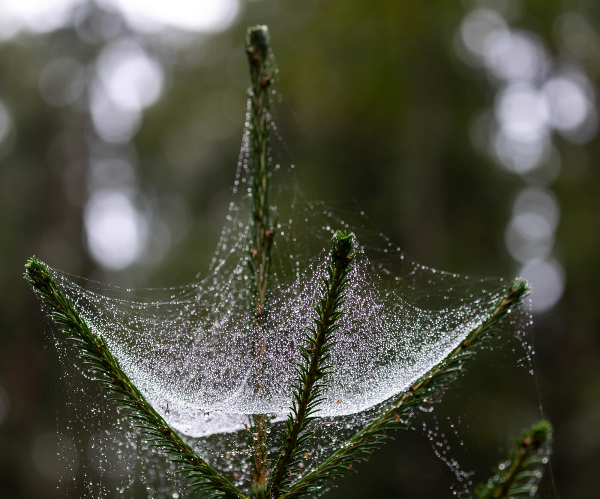 Valokuvaaja: Anne keskivinkka