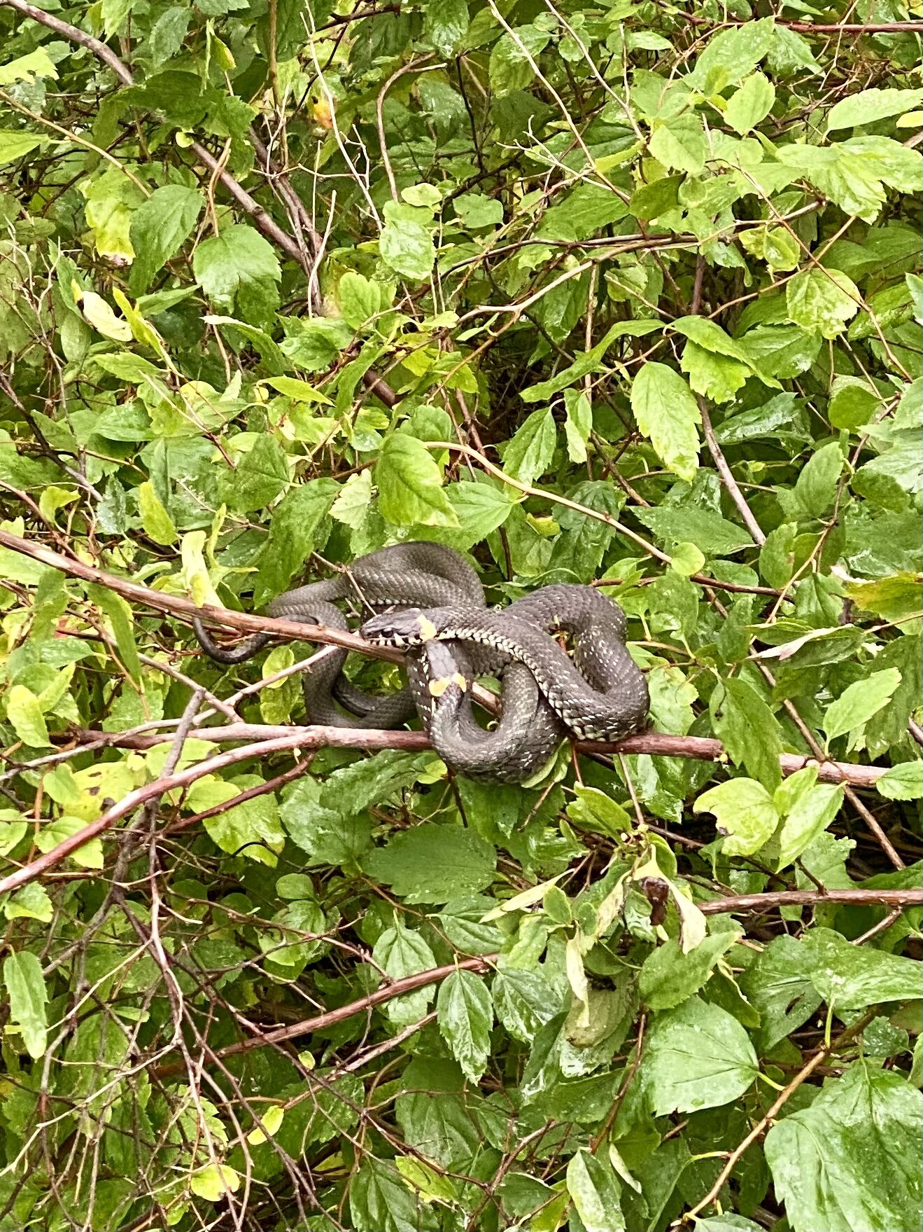 Valokuvaaja: Mailis Orakoski