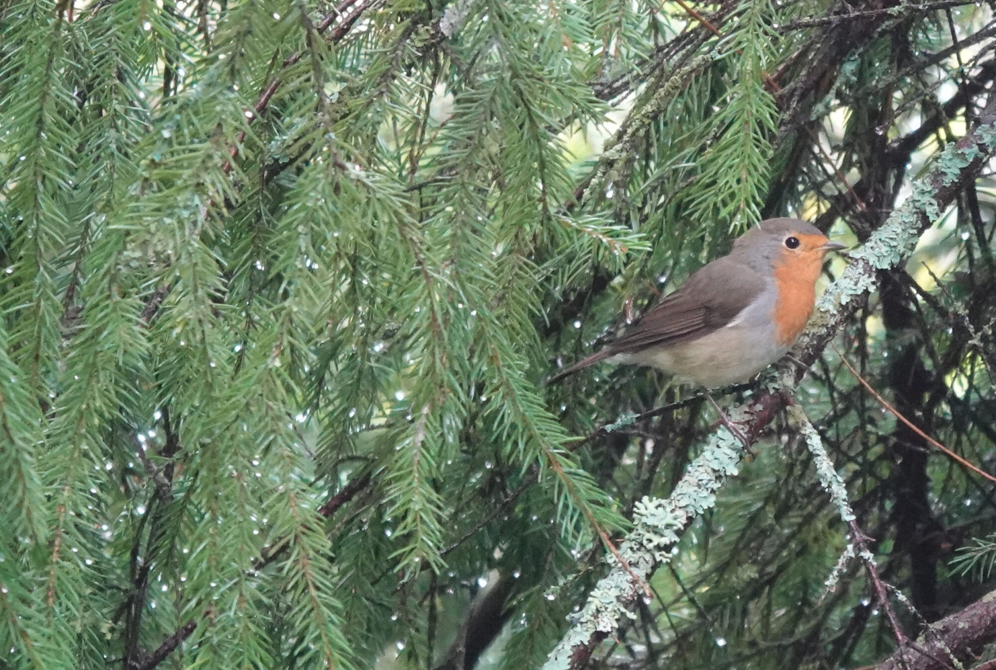 Valokuvaaja: Pekka Heino