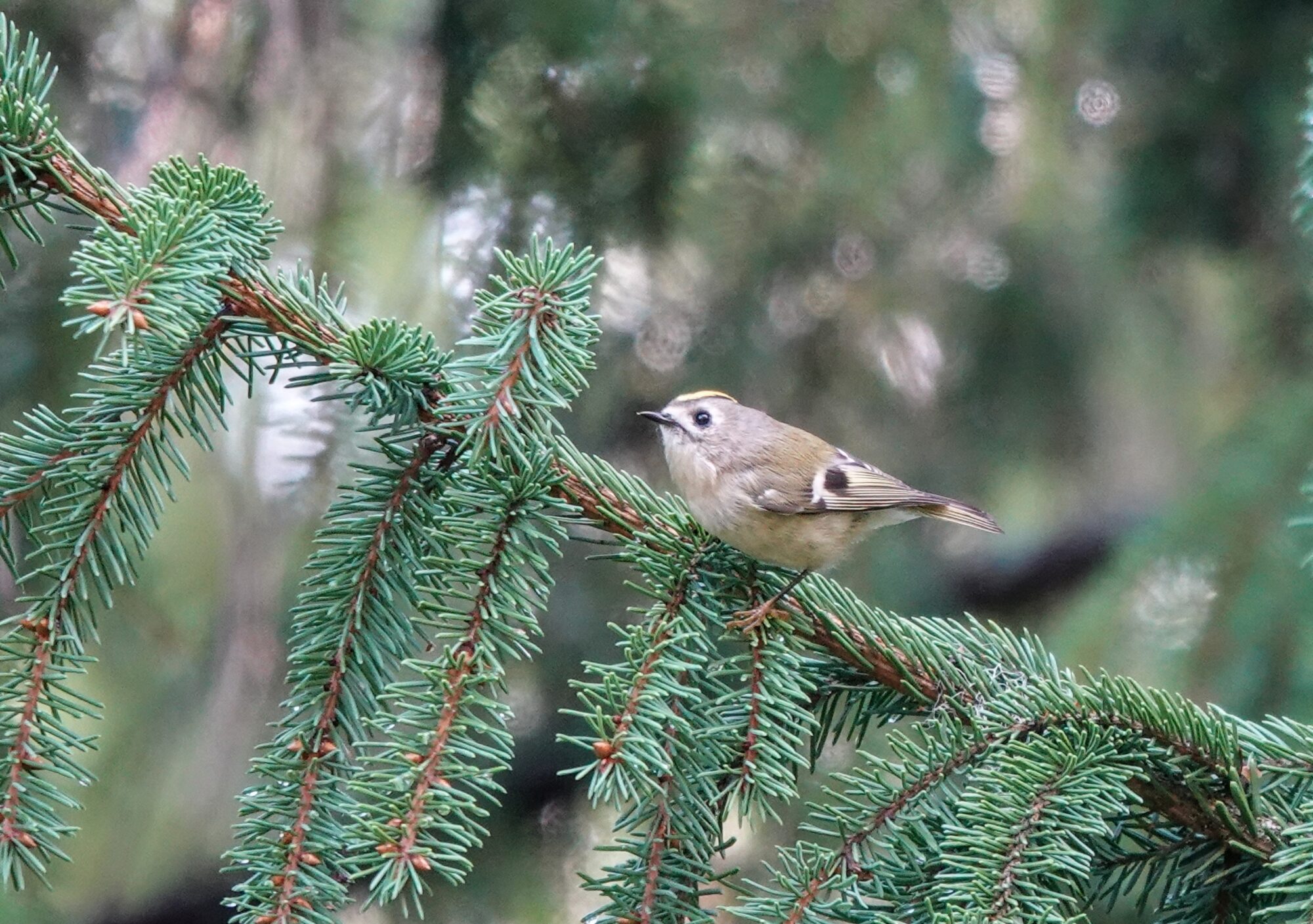 Valokuvaaja: Pekka Heino