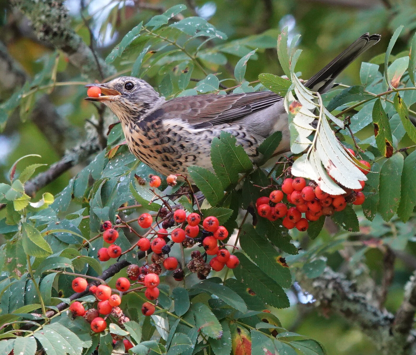 Valokuvaaja: Pekka Heino