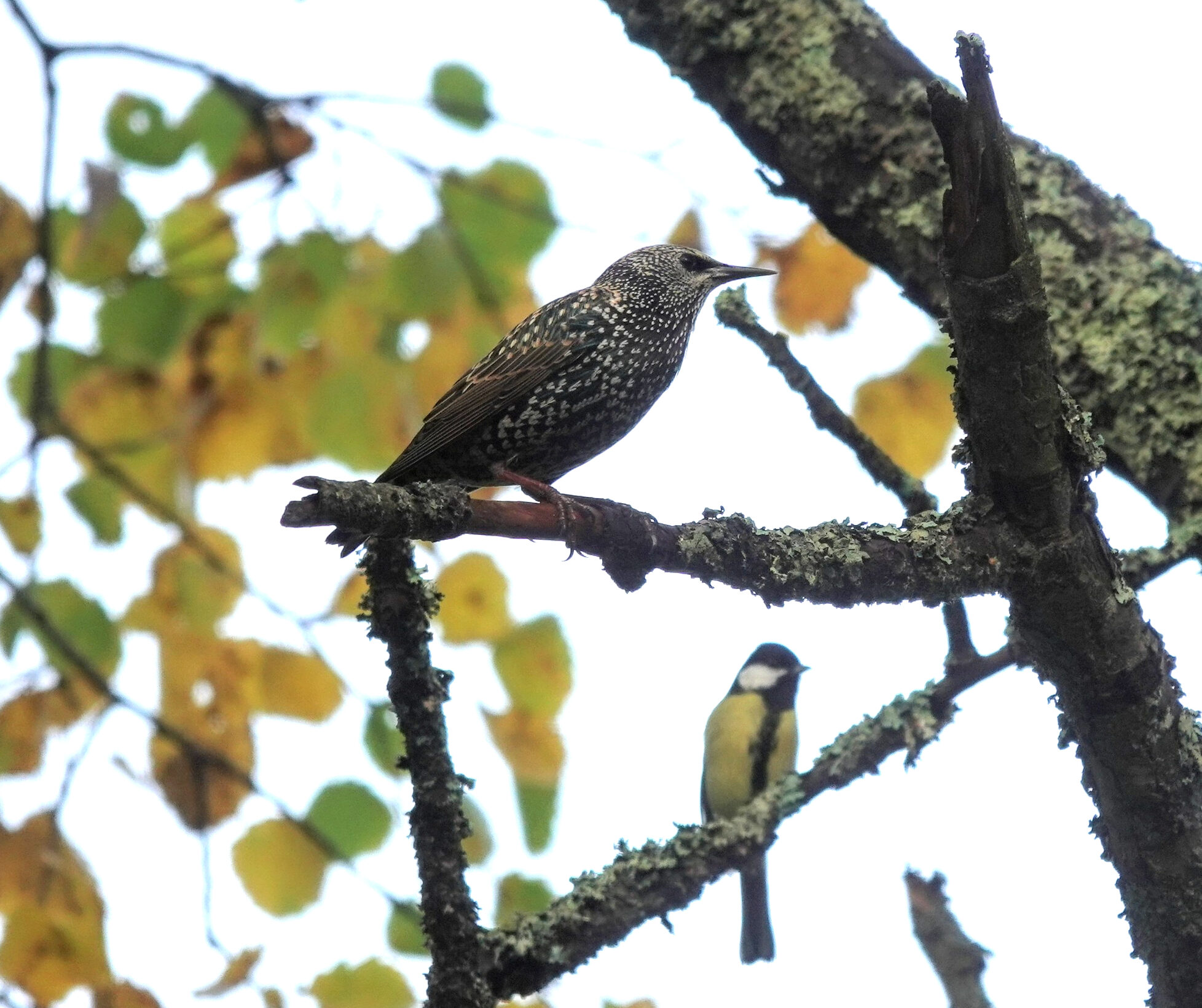 Valokuvaaja: Pekka Heino