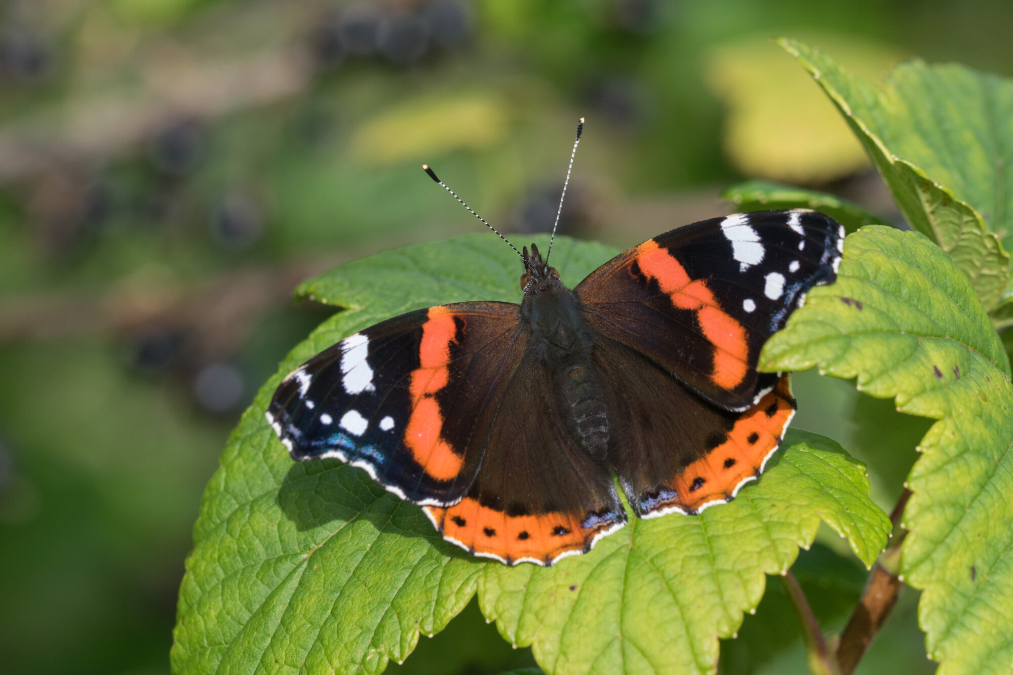 Valokuvaaja: Päivi Mustonen