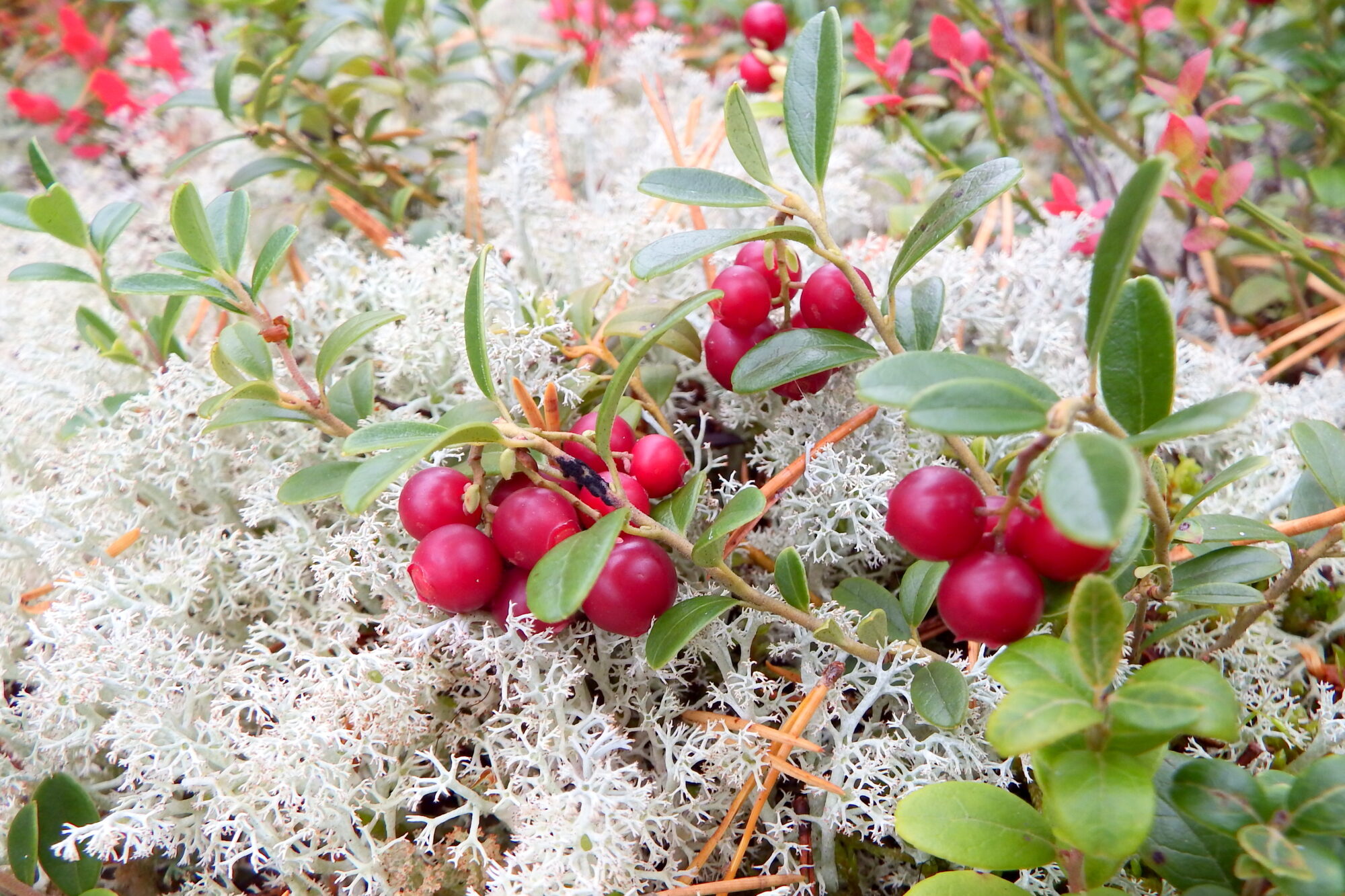 Valokuvaaja: Kaarlo Asikainen