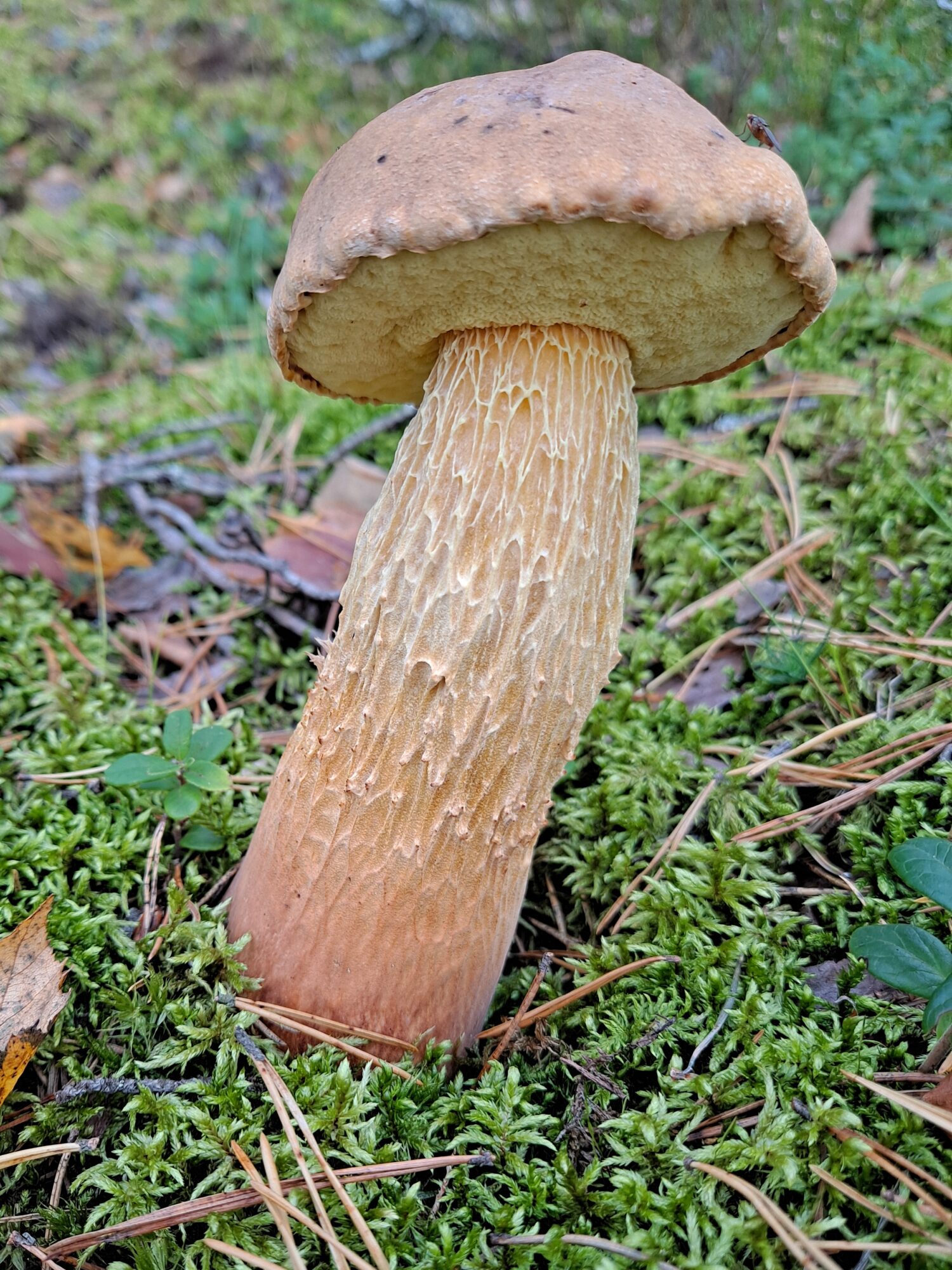 Valokuvaaja: Hannele Kujala