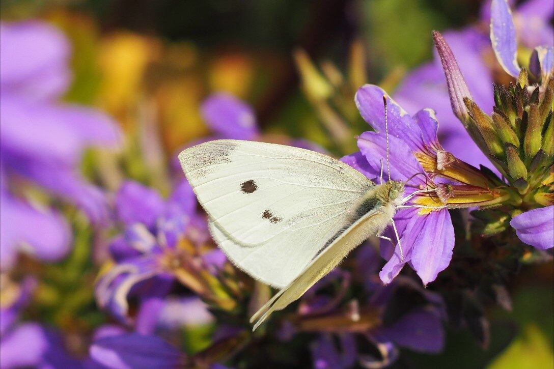 Valokuvaaja: Jamila Awadh