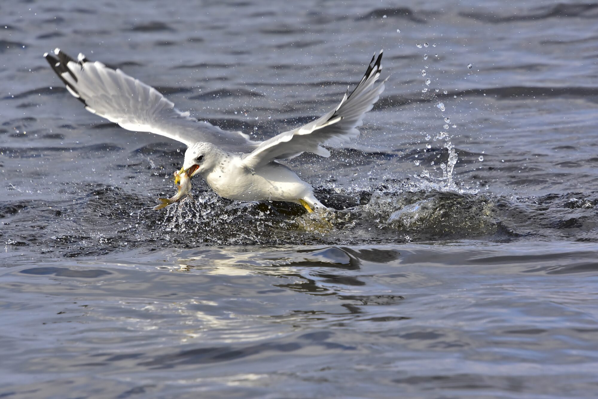 Valokuvaaja: Markku Pelkonen