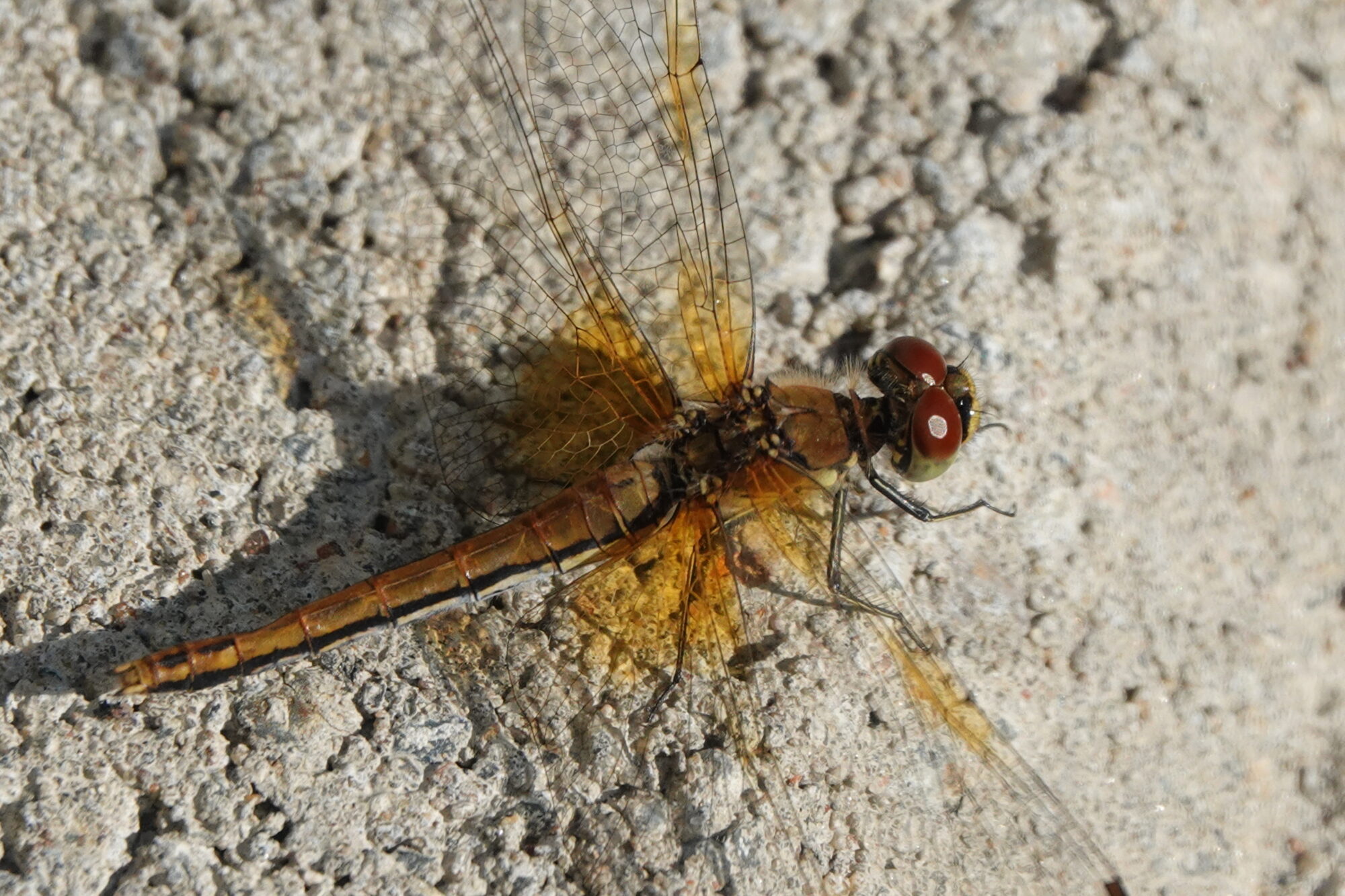 Valokuvaaja: Jenna Pitkänen
