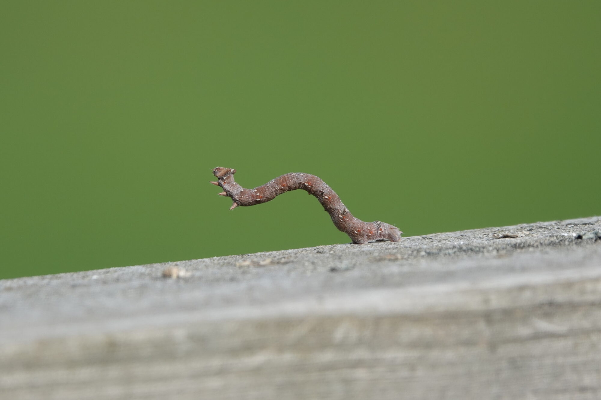 Valokuvaaja: Jenna Pitkänen