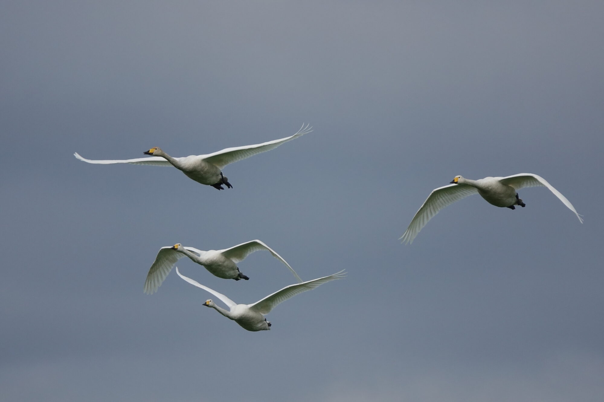 Valokuvaaja: Jenna Pitkänen