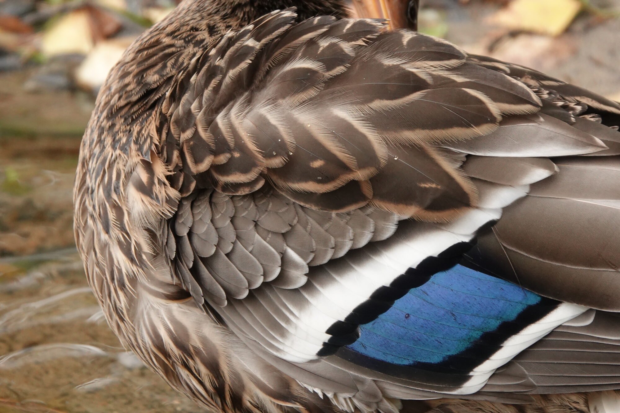 Valokuvaaja: Jenna Pitkänen