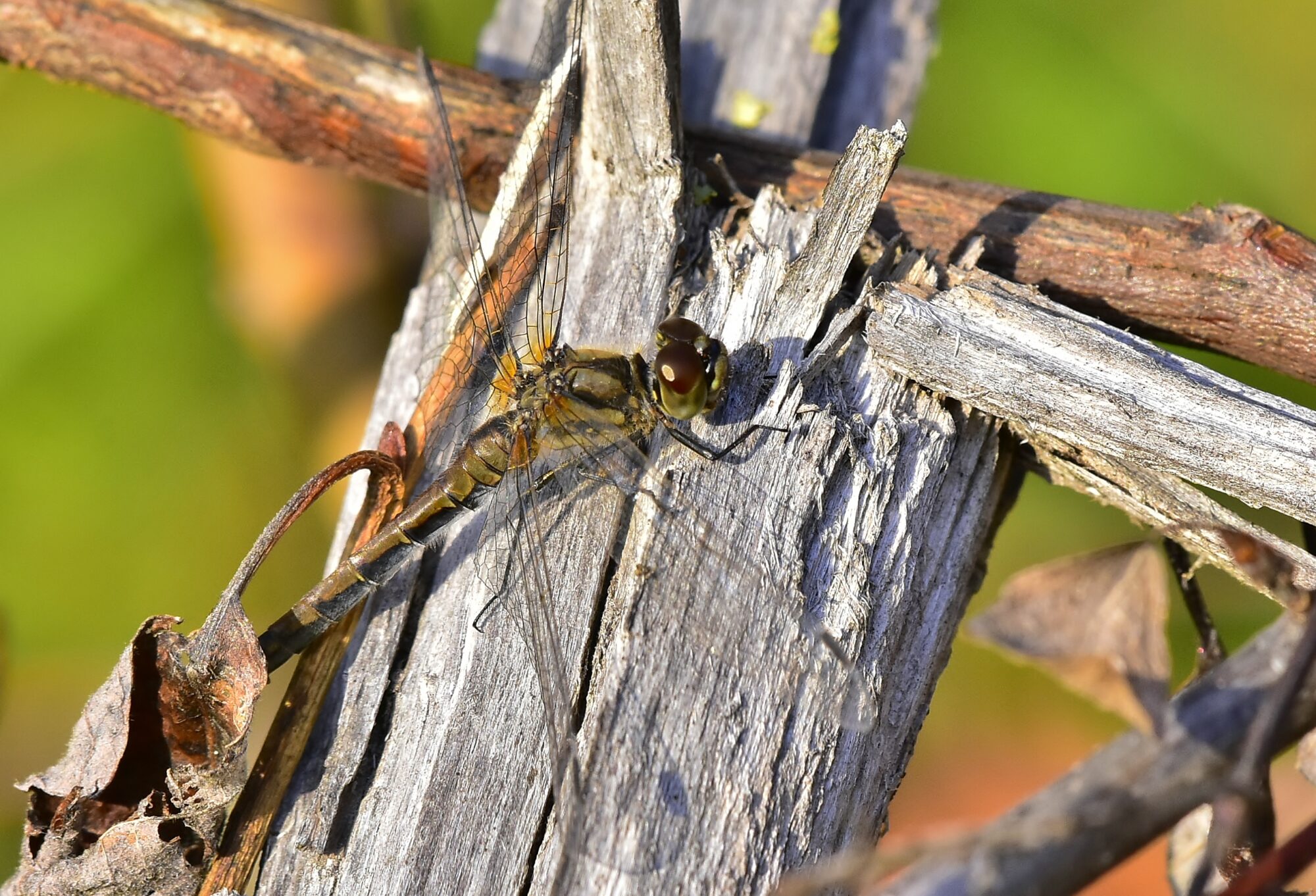 Valokuvaaja: Markku Pelkonen