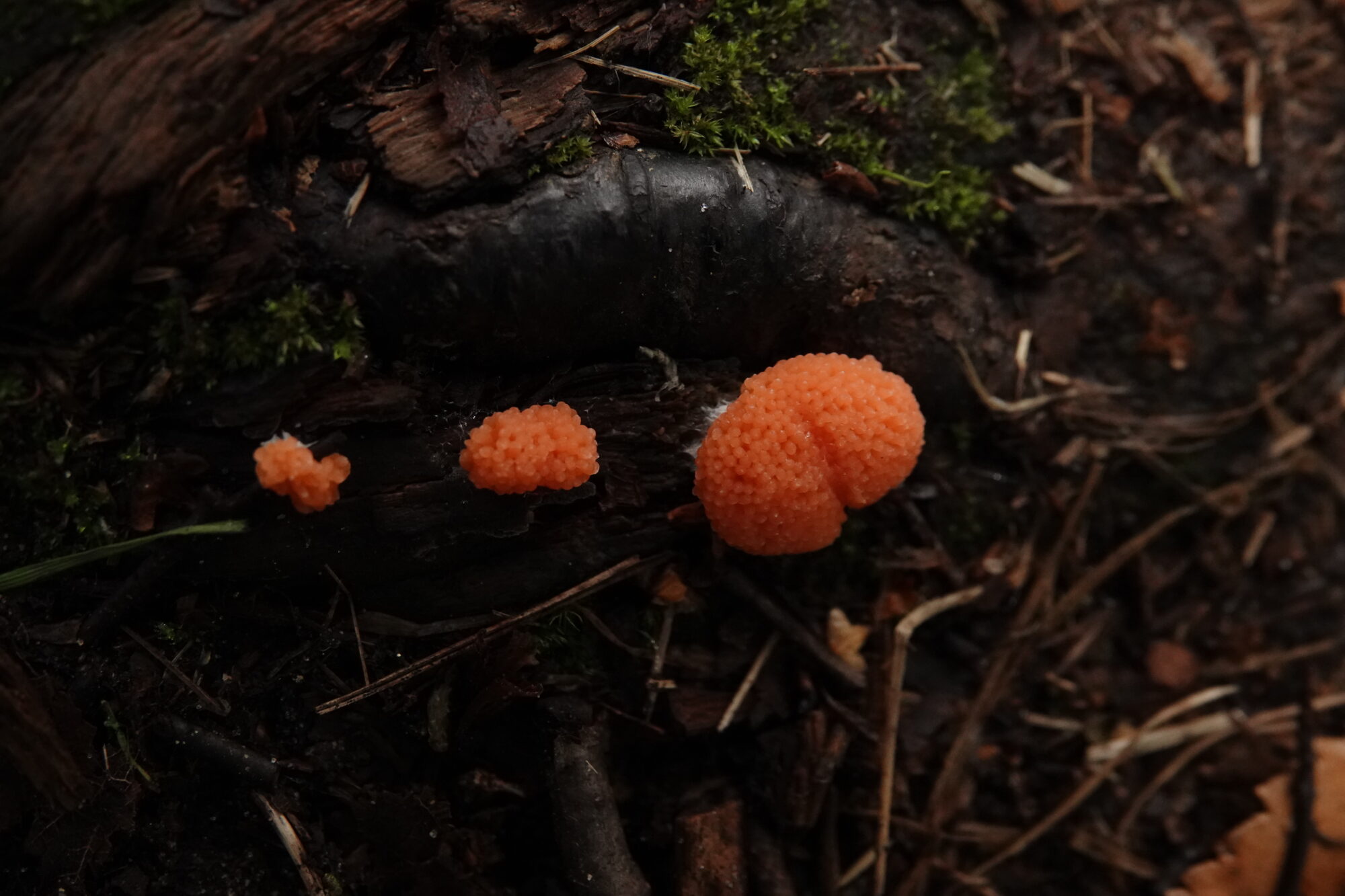 Valokuvaaja: Jenna Pitkänen Valokuvaaja: Jenna Pitkänen