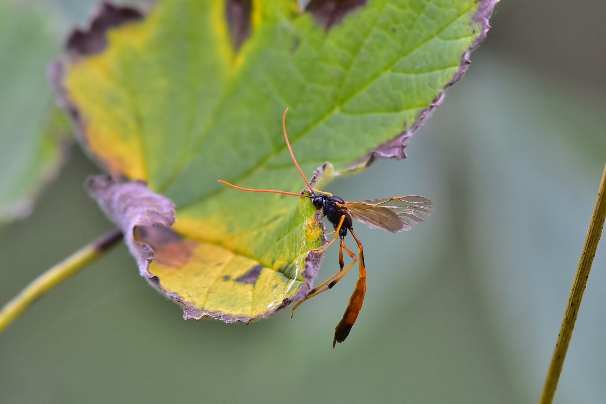 Valokuvaaja: Markku Pelkonen