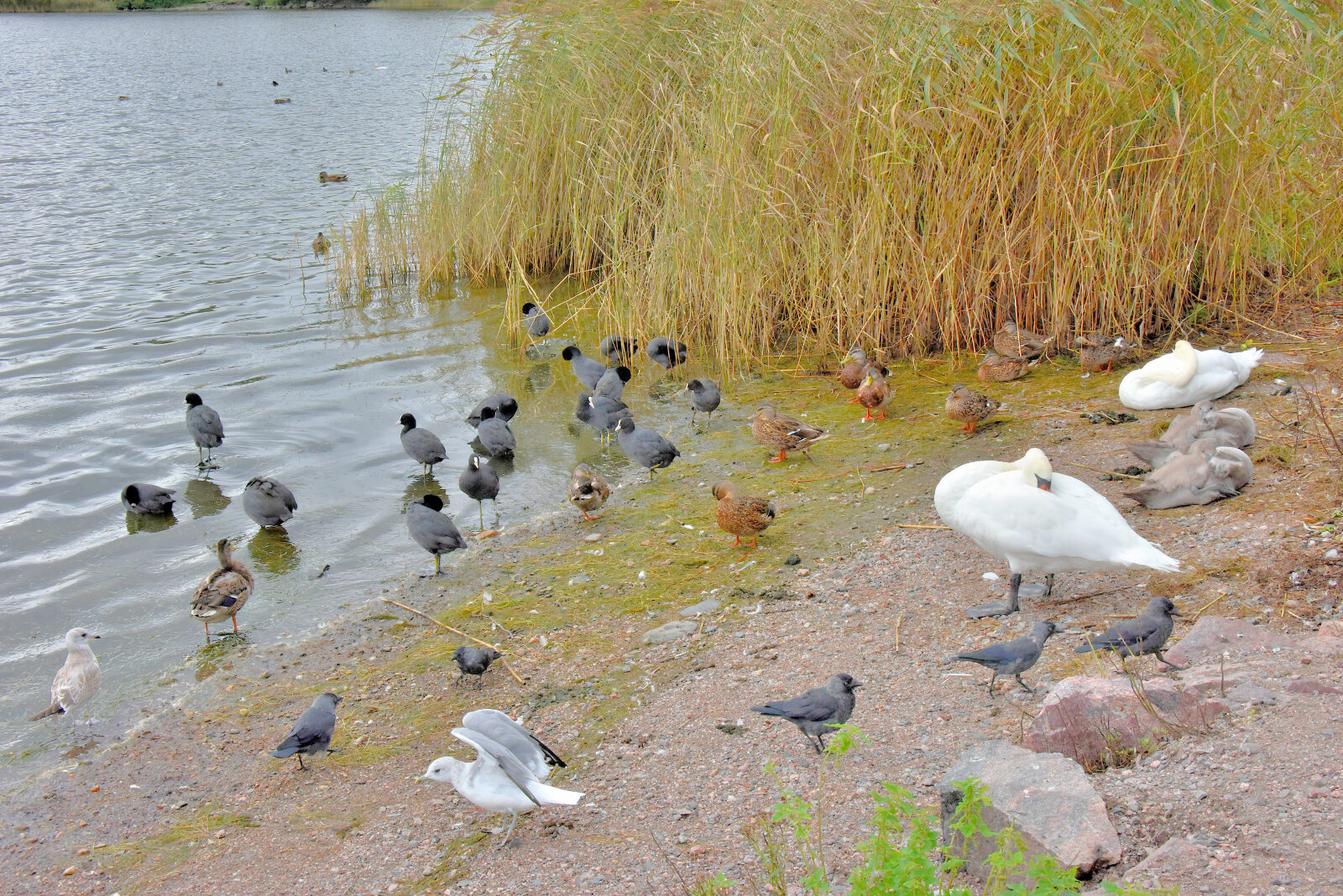 Valokuvaaja: Reijo Juurinen Valokuvaaja: Reijo Juurinen