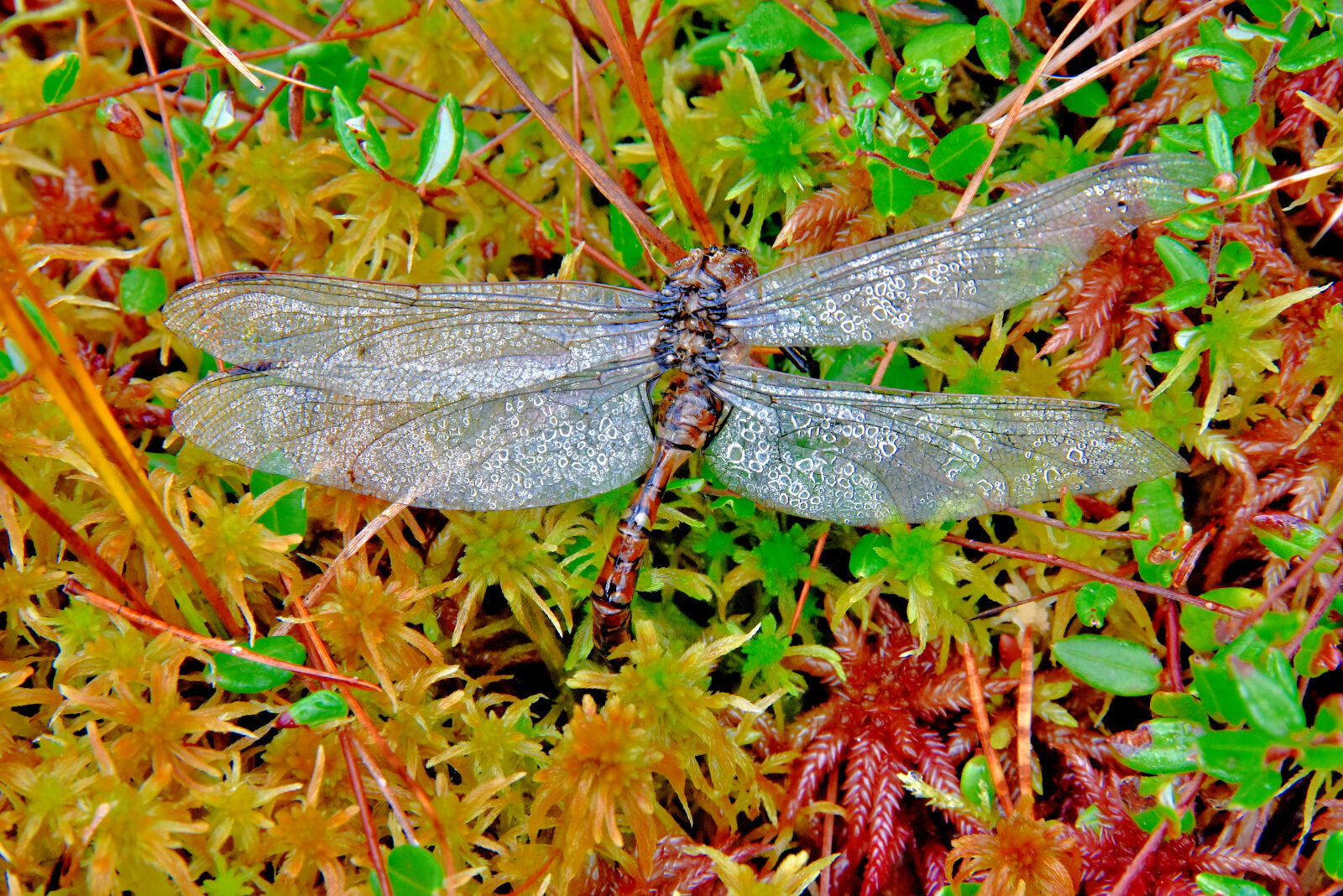 Valokuvaaja: Reijo Juurinen