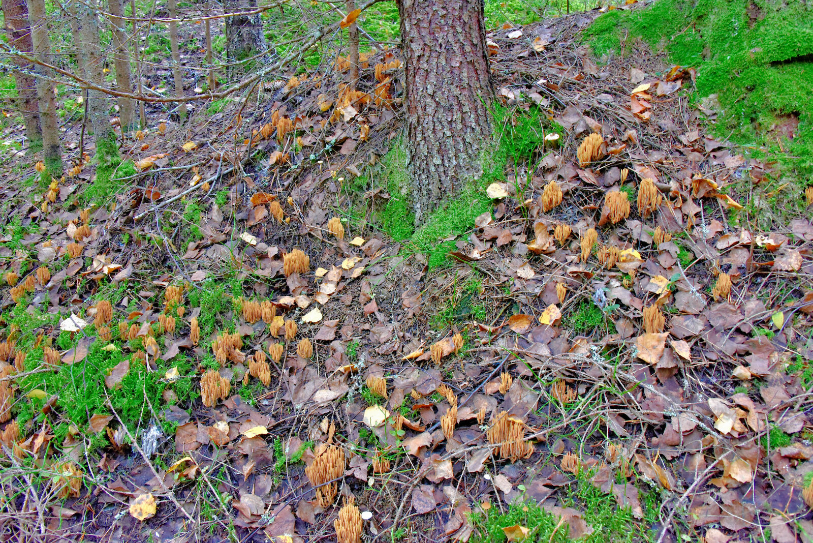 Valokuvaaja: Reijo Juurinen