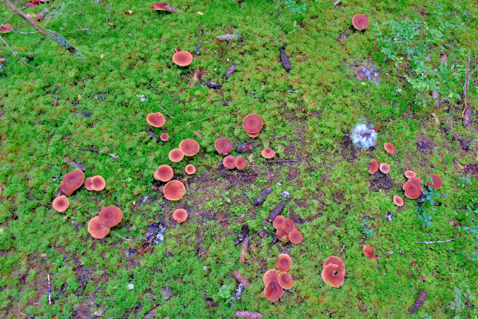 Valokuvaaja: Reijo Juurinen