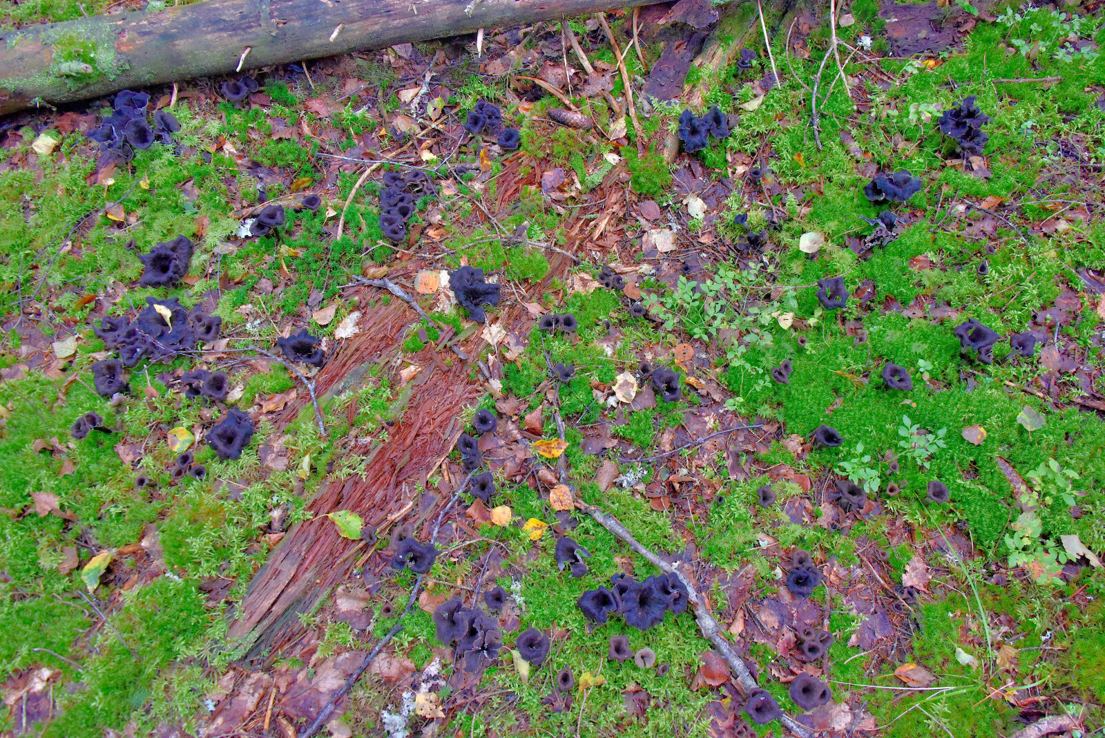 Valokuvaaja: Reijo Juurinen