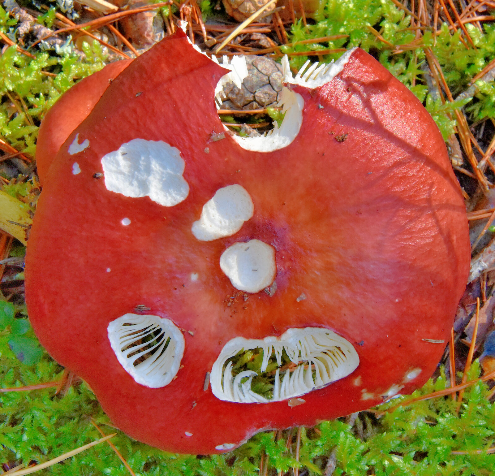 Valokuvaaja: Reijo Juurinen