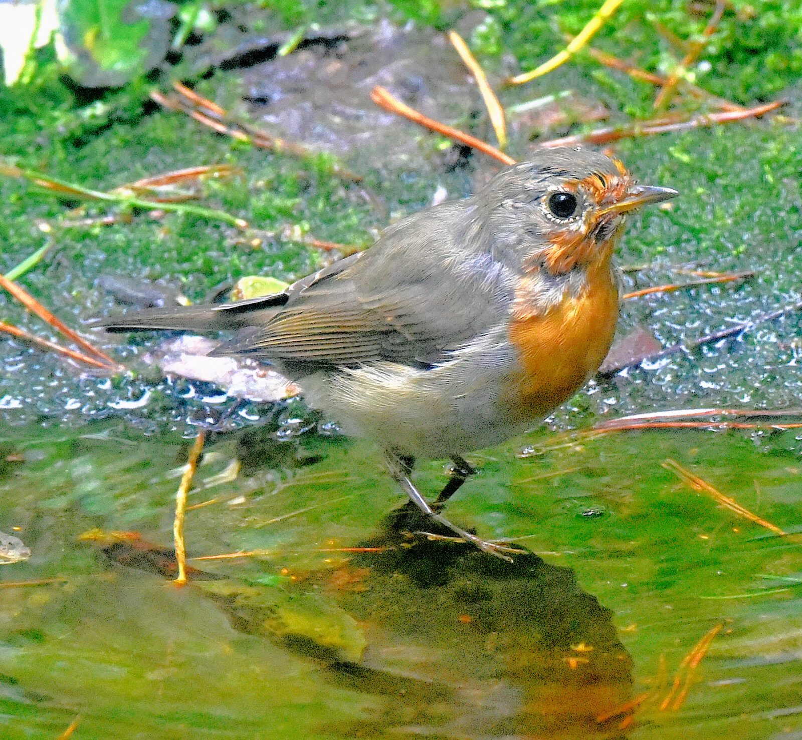 Valokuvaaja: Reijo Juurinen Valokuvaaja: Reijo Juurinen