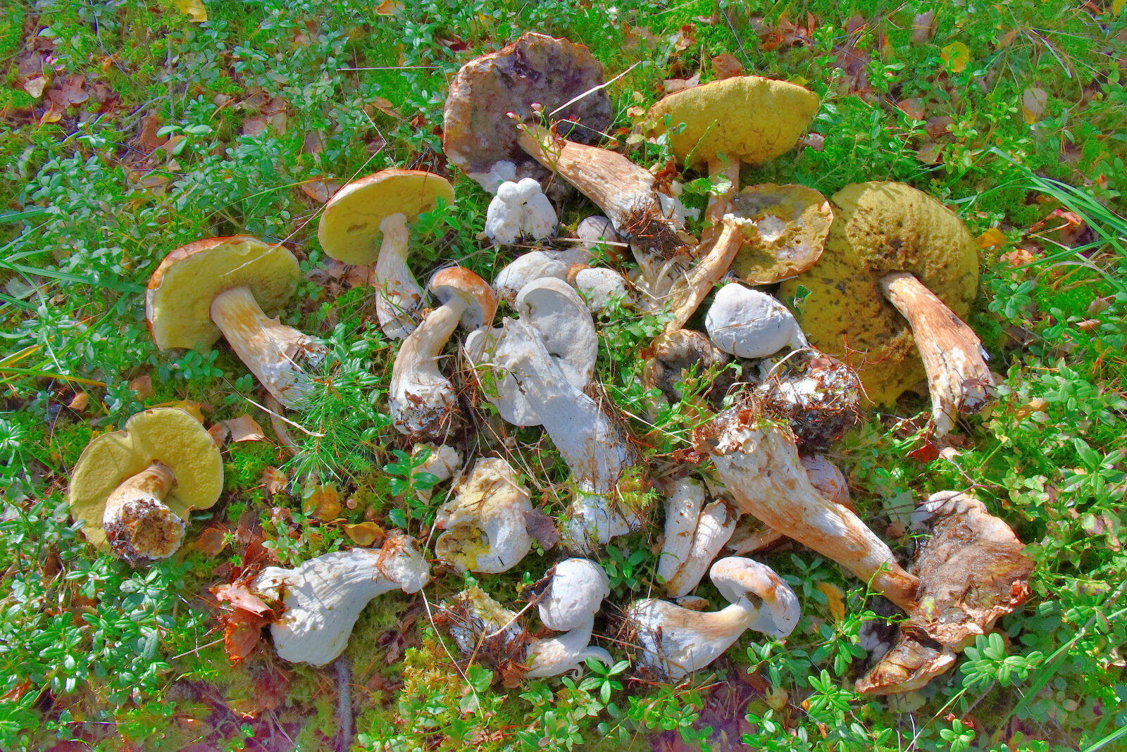 Valokuvaaja: Reijo Juurinen