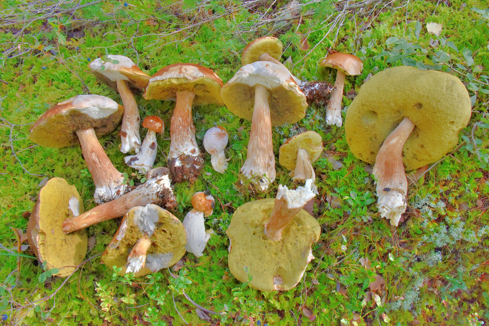 Valokuvaaja: Reijo Juurinen