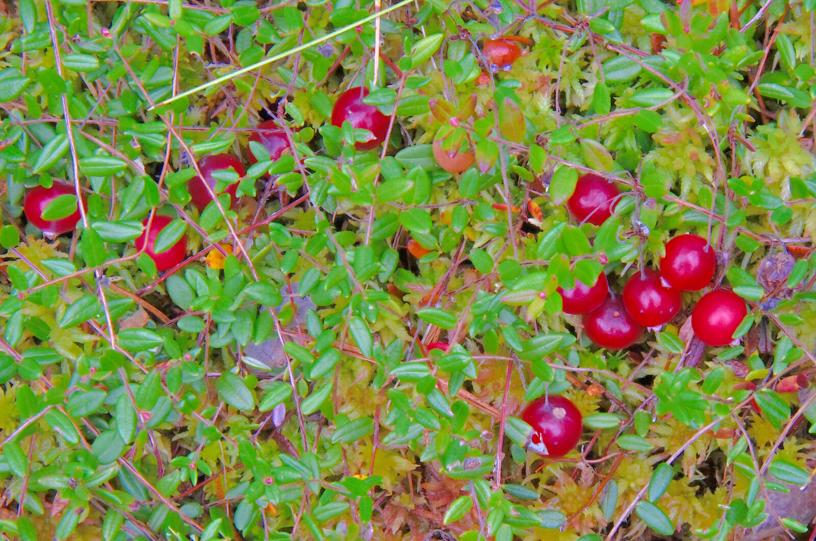 Valokuvaaja: Reijo Juurinen