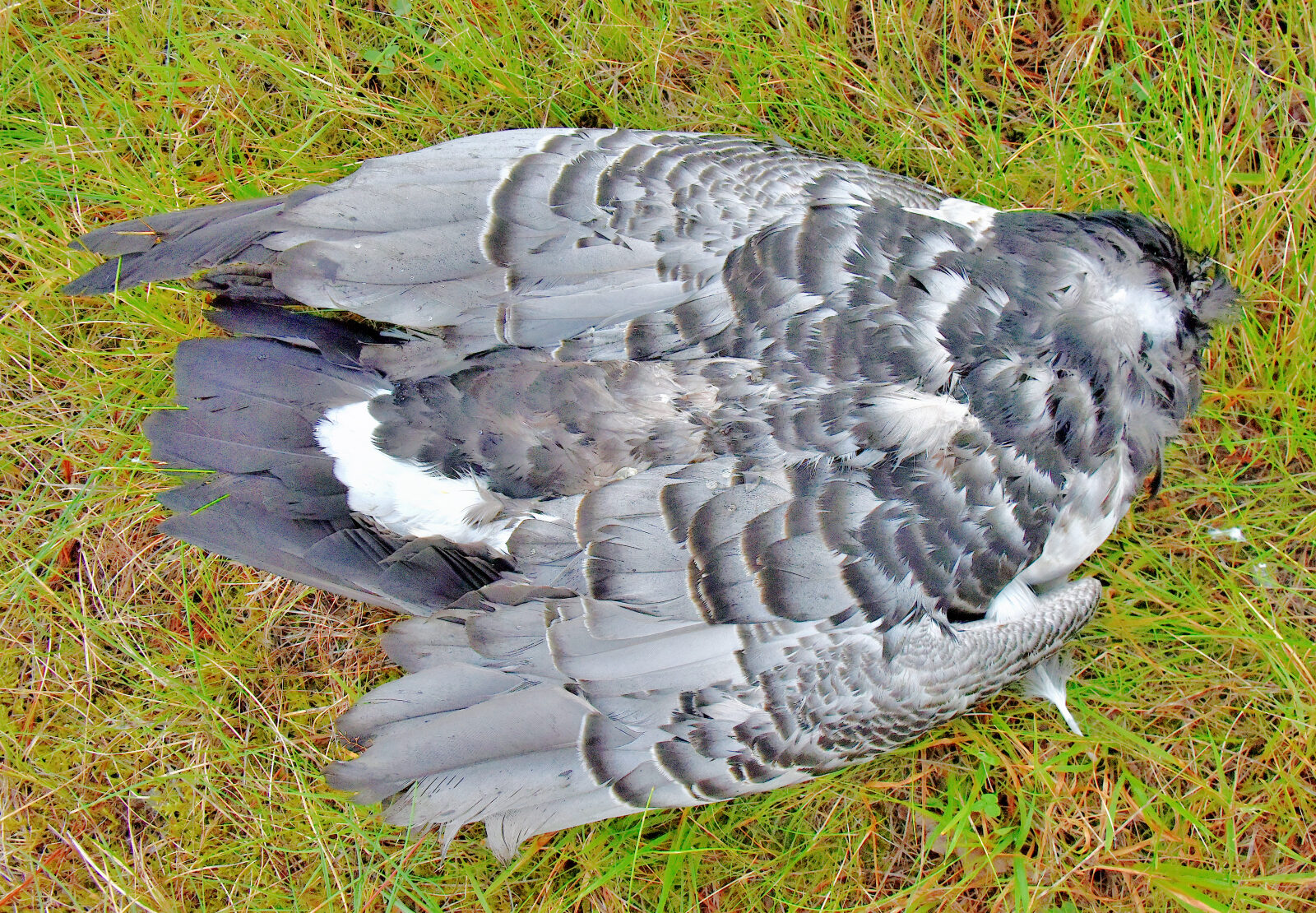 Valokuvaaja: Reijo Juurinen