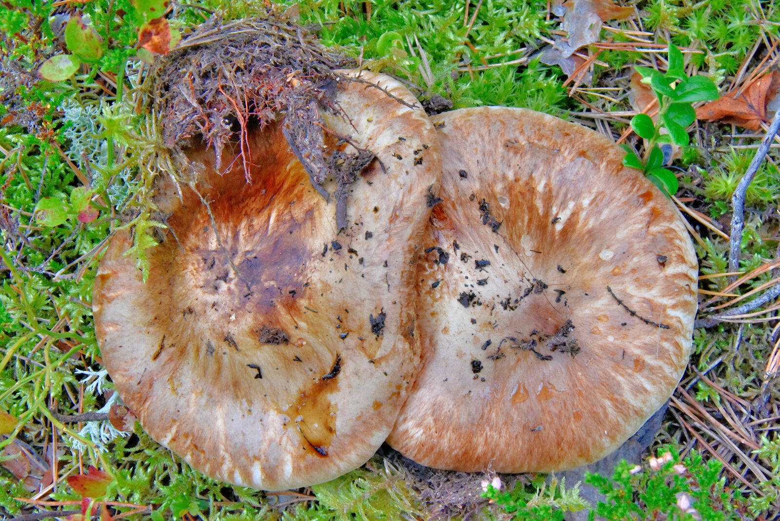 Valokuvaaja: Reijo Juurinen