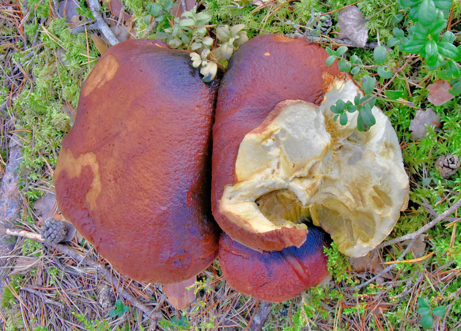 Valokuvaaja: Reijo Juurinen