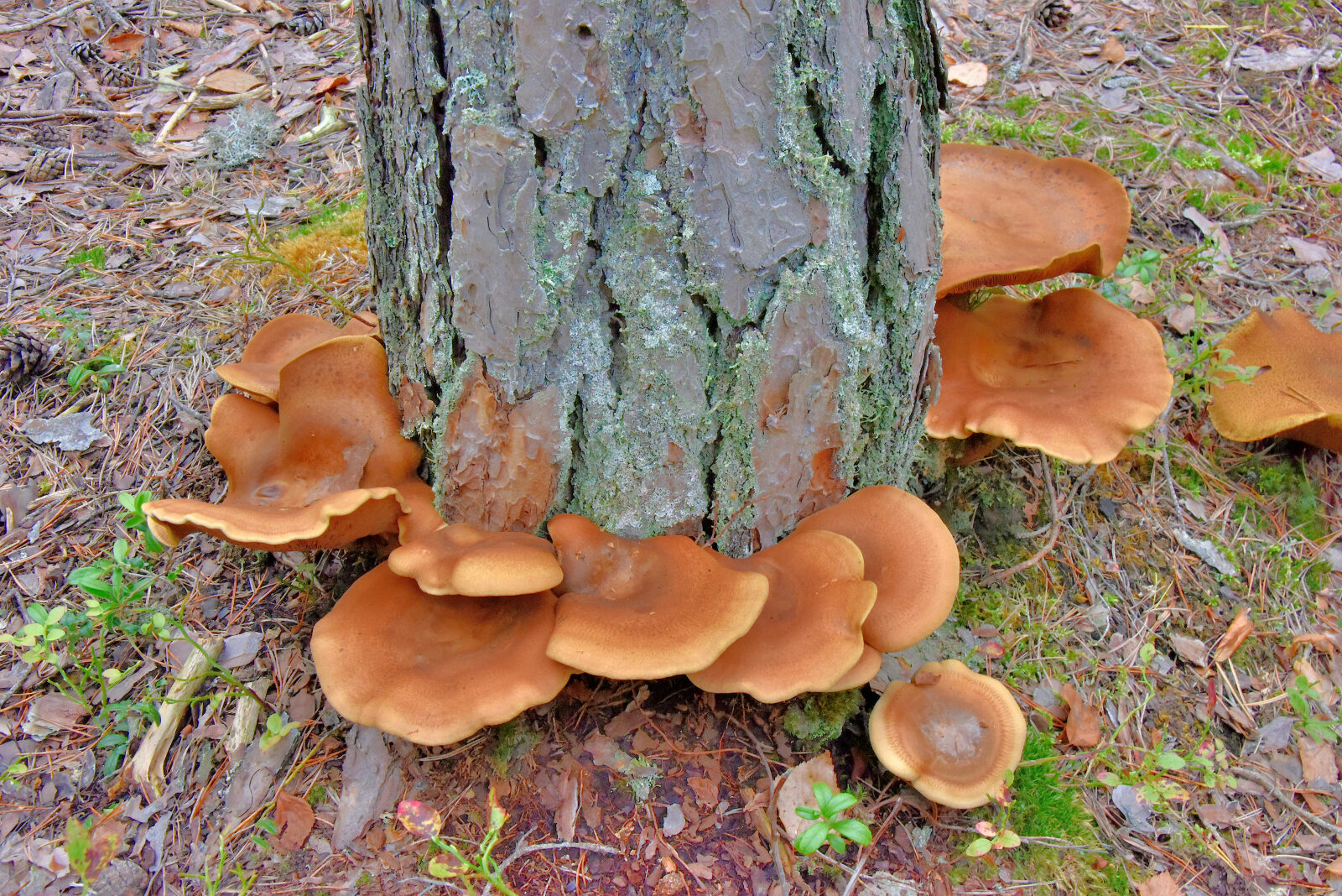 Valokuvaaja: Reijo Juurinen