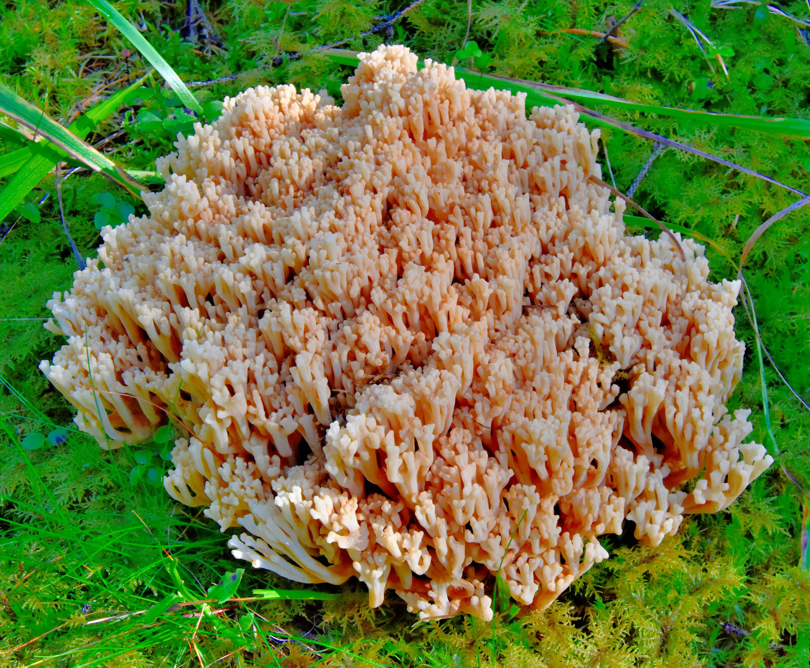 Valokuvaaja: Reijo Juurinen