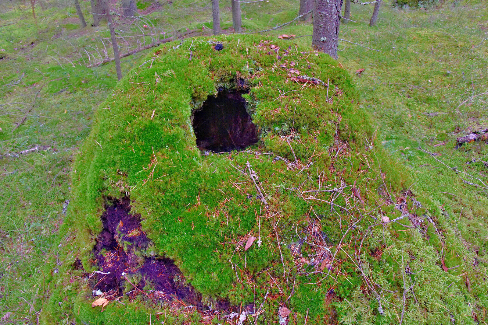 Valokuvaaja: Reijo Juurinen Valokuvaaja: Reijo Juurinen