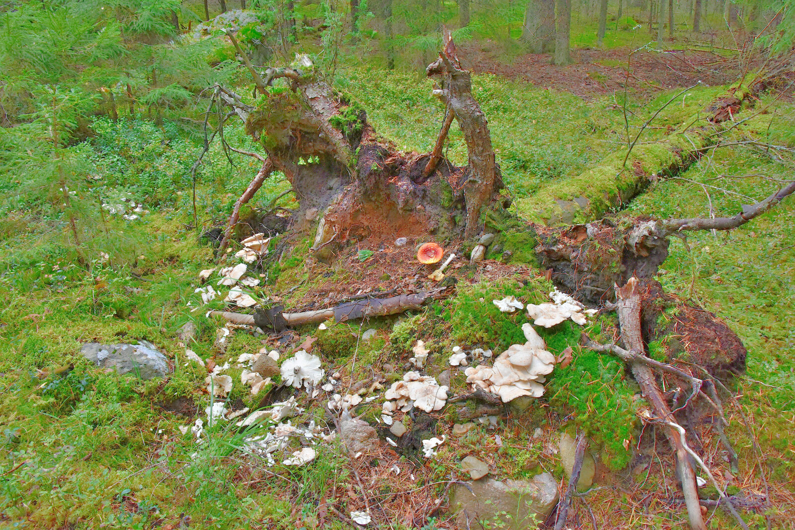 Valokuvaaja: Reijo Juurinen