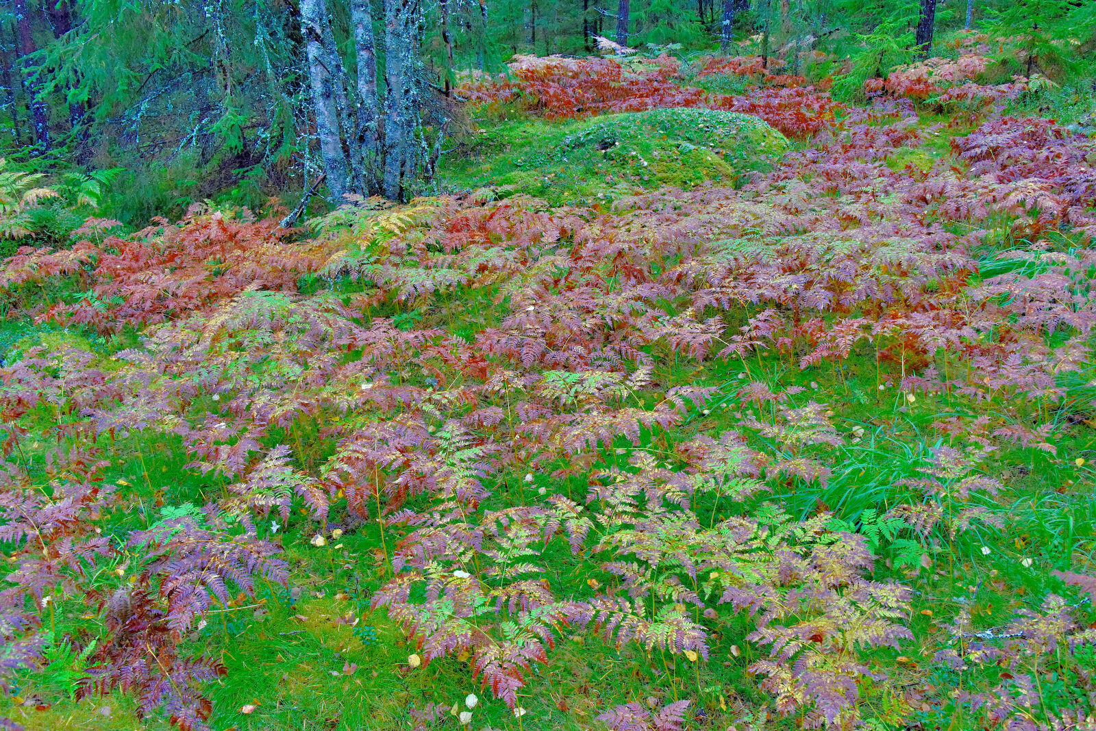 Valokuvaaja: Reijo Juurinen