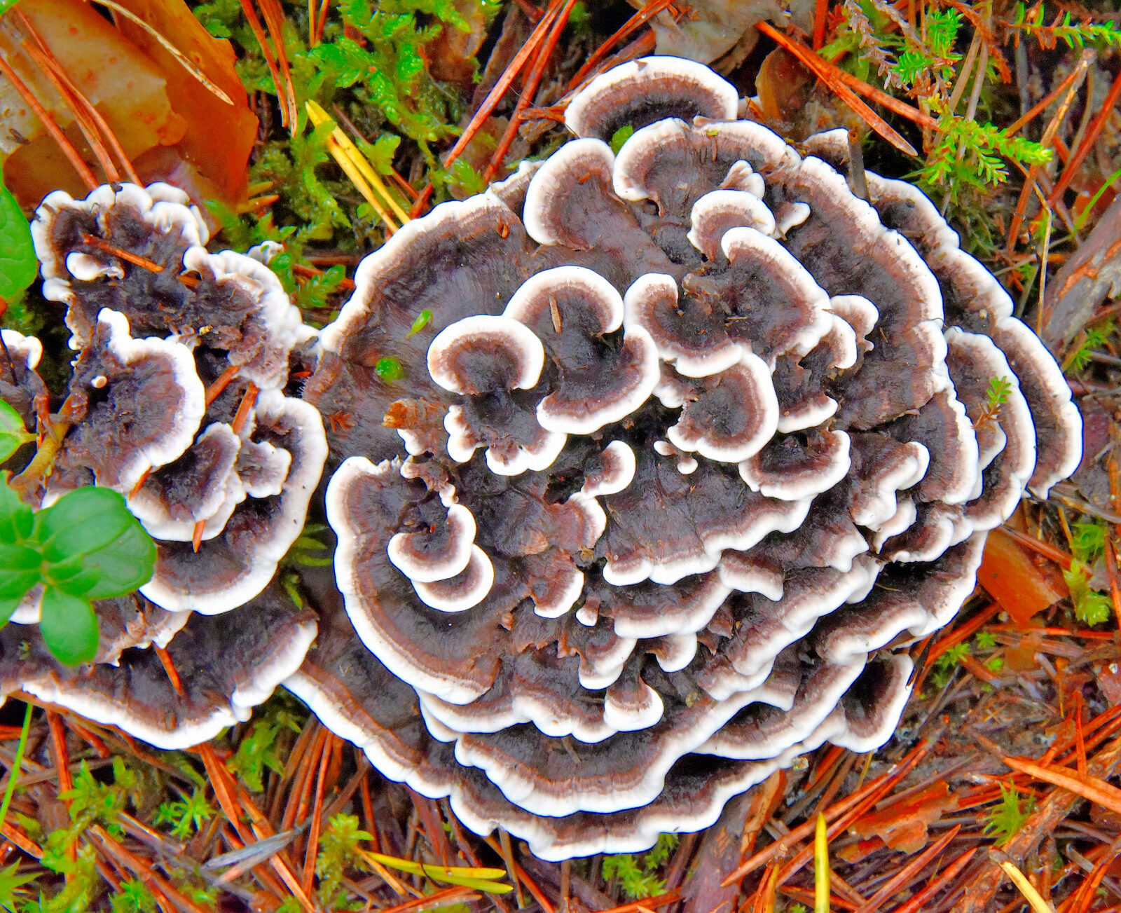 Valokuvaaja: Reijo Juurinen Valokuvaaja: Reijo Juurinen