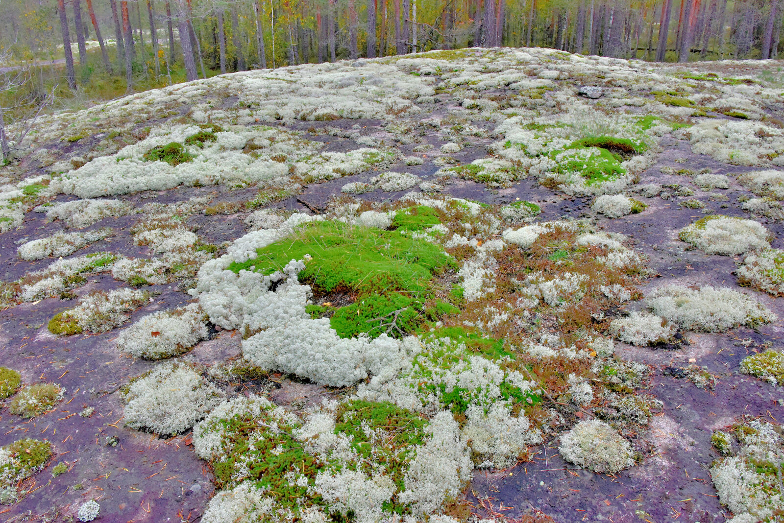 Valokuvaaja: Reijo Juurinen Valokuvaaja: Reijo Juurinen